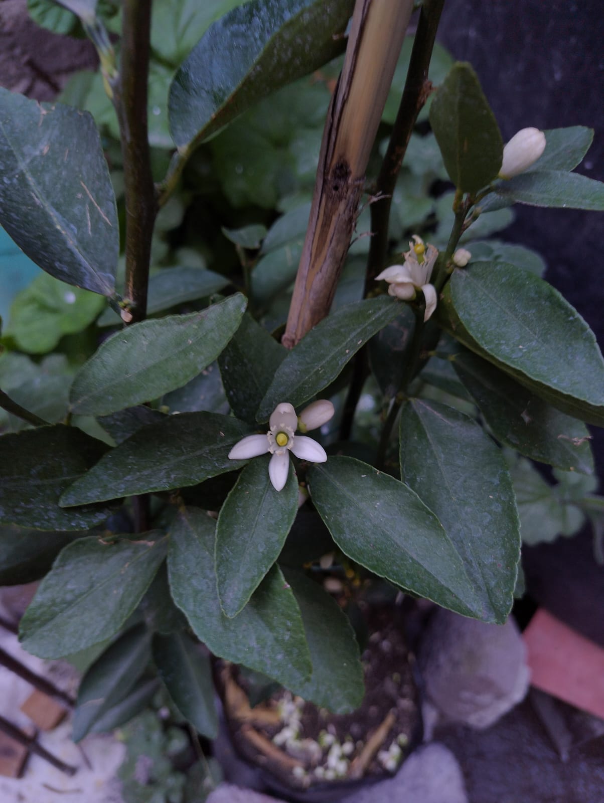 Plantas y flor blanca